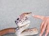 Snake Fact : सापाचं विष कोणत्या रंगाचं असतं? 99 टक्के लोकांचा चुकीचा समज