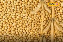 Soyabien Rate : शेतकऱ्यांच्या पदरात तोटा कायम, सोयाबीनच्या दरात वाढ नाहीच, आज काय मिळाला भाव?