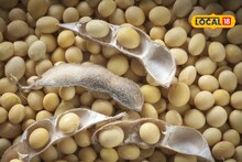 नवीन सोयाबीनचे दर हमीभावापेक्षा कमीच, कधीपर्यंत वाढणार भाव? Video