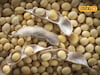 नवीन सोयाबीनचे दर हमीभावापेक्षा कमीच, कधीपर्यंत वाढणार भाव? Video