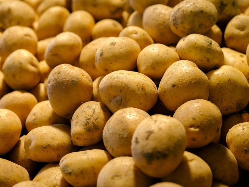 यावेळी बटाट्यामध्ये सोलानिन (Solanine) आणि अल्फा-कॅकोनिन (Alpha-chaconine) नावाचे दोन अल्कलॉइड तयार होतात. सोलानिन हे आपल्या शरीरासाठी विषारी असू शकतं आणि ते पचनाच्या तक्रारी, उलट्या किंवा पोटदुखीसारख्या समस्यांना कारणीभूत ठरू शकतं. त्यामुळे नरम, हिरवट किंवा कोंबलेले बटाटे खाणं टाळणंच उत्तम.