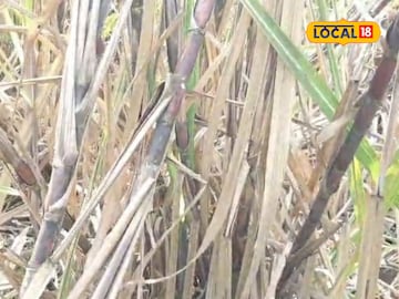 शेतकऱ्याची कमाल, एकरी घेतलं तब्बल इतकं टन उसाचे उत्पादन, अख्खं गाव पाहत राहिलं शेतकऱ्याची कमाल, एकरी घेतलं तब्बल इतकं टन उसाचे उत्पादन, अख्खं गाव पाहत राहिलं