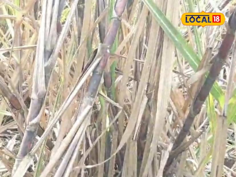 पश्चिम महाराष्ट्रातील सोलापूर जिल्हा हा ऊस उत्पादकांचा जिल्हा म्हणून ओळखला जातो. पंढरपूर तालुक्यातील शेतकरी सीताराम रणदिवे यांनी उसाचं योग्य नियोजन करत एकरी 125 टन उसाचे उत्पादन घेतले आहे. या संदर्भात अधिक माहिती शेतकरी सीताराम रणदिवे यांनी लोकल 18 शी बोलताना दिली. पश्चिम महाराष्ट्रातील सोलापूर जिल्हा हा ऊस उत्पादकांचा जिल्हा म्हणून ओळखला जातो. पंढरपूर तालुक्यातील शेतकरी सीताराम रणदिवे यांनी उसाचं योग्य नियोजन करत एकरी 125 टन उसाचे उत्पादन घेतले आहे. या संदर्भात अधिक माहिती शेतकरी सीताराम रणदिवे यांनी लोकल 18 शी बोलताना दिली.