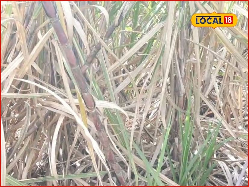 सीताराम रणदिवे यांनी संपूर्ण ऊस शेती सेंद्रिय पद्धतीने केली आहे. सेंद्रिय शेती करण्यासाठी त्यांनी 86032 हे उसाचे वाण निवडले. उसाची हार्वेस्टिंग 13 ते 17 महिन्यात करणे गरजेचे आहे. शेतकऱ्यांसाठी हा ऊस वरदानदायी आहे तर कारखान्यांसाठी याची रिकव्हरी चांगली आहे.