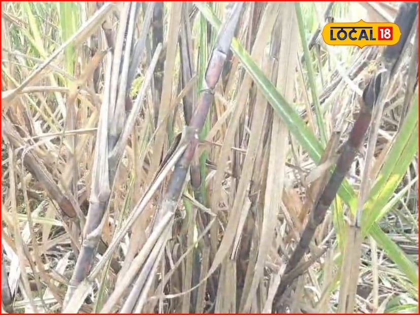 शेतकरी व कारखानदार या दोन्हींना केंद्रबिंदू मानून ही व्हरायटी अतिशय चांगल्या पद्धतीची ठरली आहे. या जातीच्या उसाचे एकरी उत्पन्न 70 ते 80 टनापर्यंत निघते. तर हीच शेती सेंद्रिय पद्धतीने केल्यास उत्पन्न 100 ते 125 टनापर्यंत निघत असल्याचेही रणदिवे सांगतात.