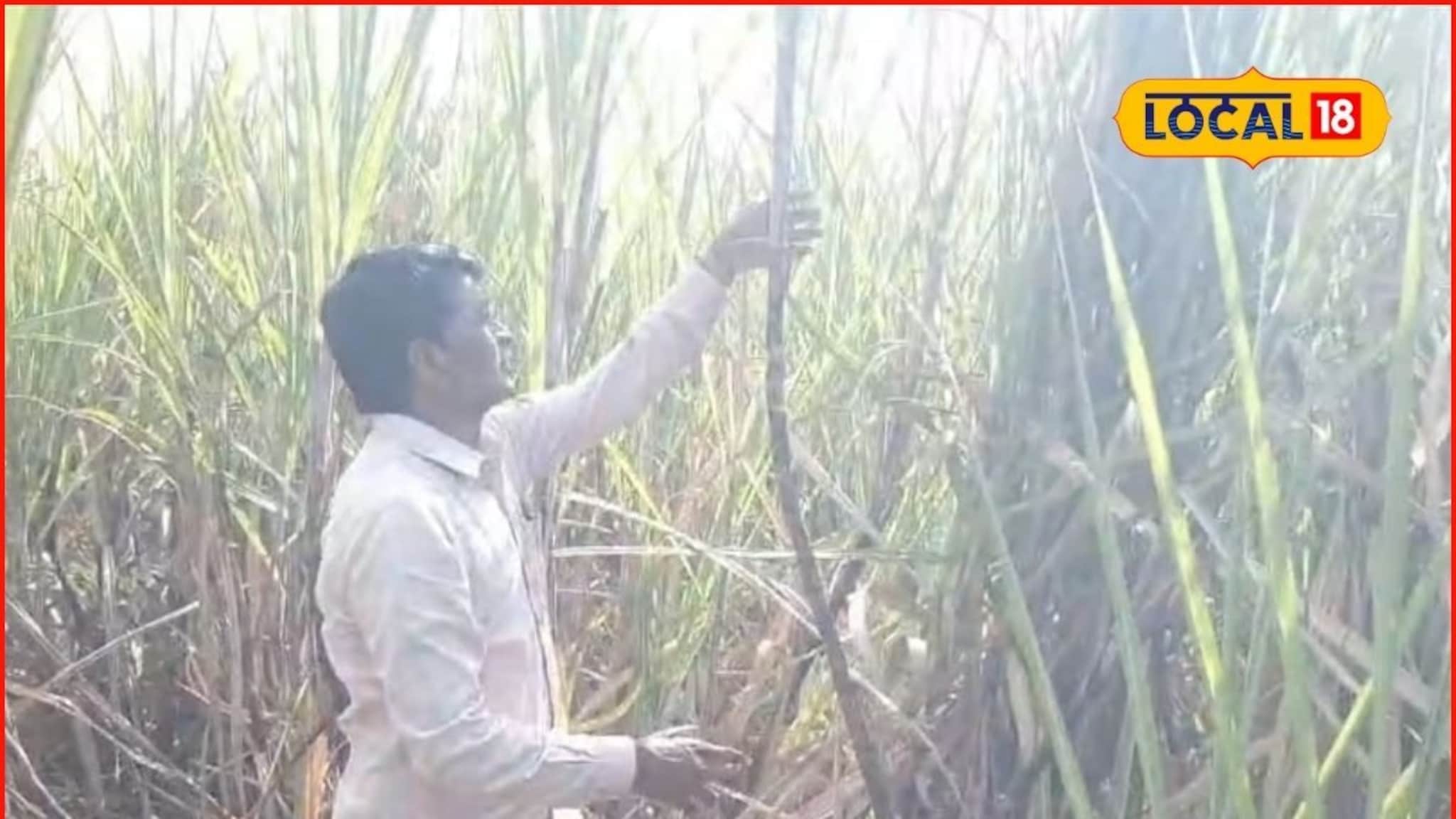 शेतकऱ्याची कमाल, एकरी घेतलं तब्बल इतकं टन उसाचे उत्पादन, अख्खं गाव पाहत राहिलं