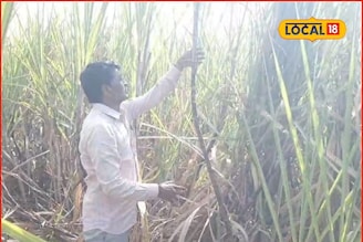 शेतकऱ्याची कमाल, एकरी घेतलं तब्बल इतकं टन उसाचे उत्पादन, अख्खं गाव पाहत राहिलं