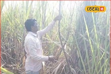 Success Story : शेतकऱ्याची कमाल, एकरी घेतलं तब्बल इतकं टन उसाचे उत्पादन, अख्खं गाव पाहत राहिलं!