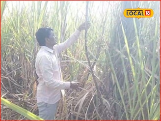 शेतकऱ्याची कमाल, एकरी घेतलं तब्बल इतकं टन उसाचे उत्पादन, अख्खं गाव पाहत राहिलं