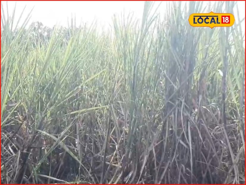 सीताराम यांनी 2024 मध्ये या उसाची लागवड केली आहे. उसाची लागवड करत असताना सरी साडेचार फूट ठेवलेली आहे. तर उसातील अंतर चांगले सोडल्याने उगवण क्षमता देखील चांगली आहे, असे ते सांगतात.