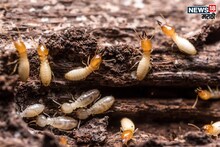 Termites : लाखो रुपयांचं नुकसान होण्यापासून वाचवतील घरगुती उपाय, झटपट होईल वाळवी दूर; आत्ताच वाचा