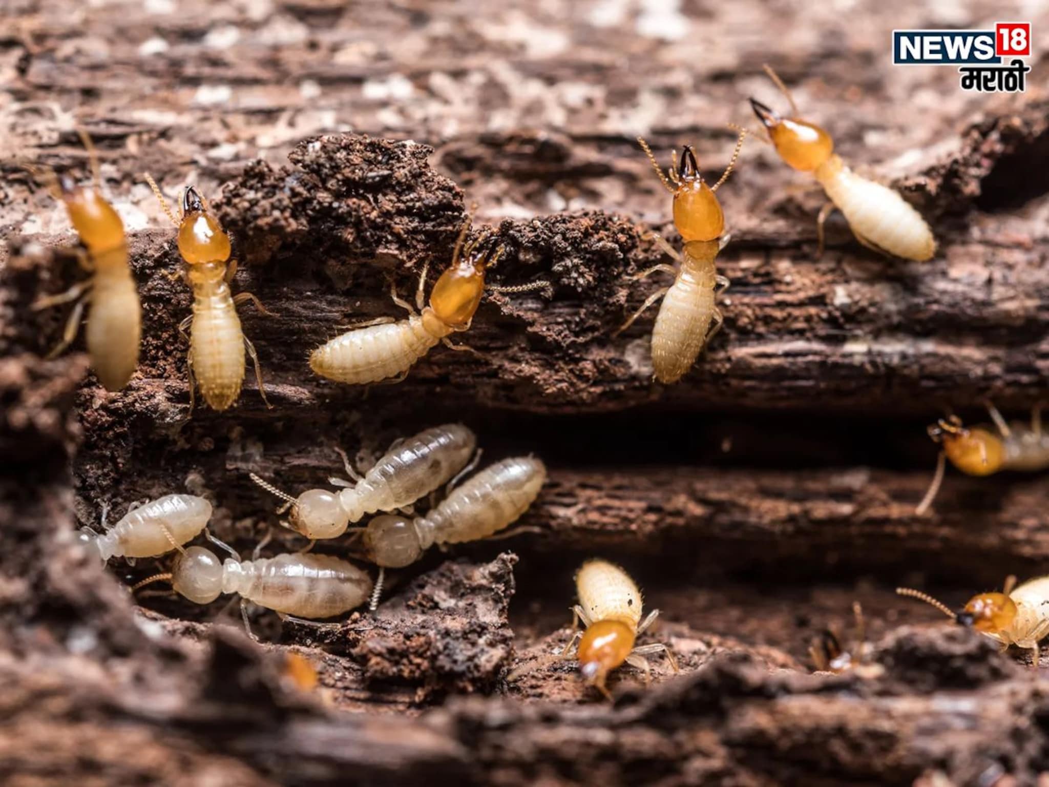 Termites : लाखो रुपयांचं नुकसान होण्यापासून वाचवतील घरगुती उपाय, झटपट होईल वाळवी दूर; आत्ताच वाचा