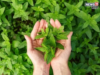 चावून की पाण्यात मिसळून... 90% लोकांना महिती नाही तुळस खाण्याची योग्य पद्धत