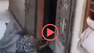 व्हायरल व्हिडीओ