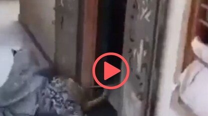 व्हायरल व्हिडीओ व्हायरल व्हिडीओ