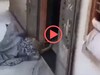 Video: 'वो स्त्री है..' घरात बिबट्या घुसला म्हणून महिलेनं काय केलं एकदा पाहाच