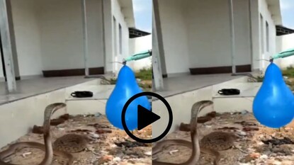 व्हायरल व्हिडीओ