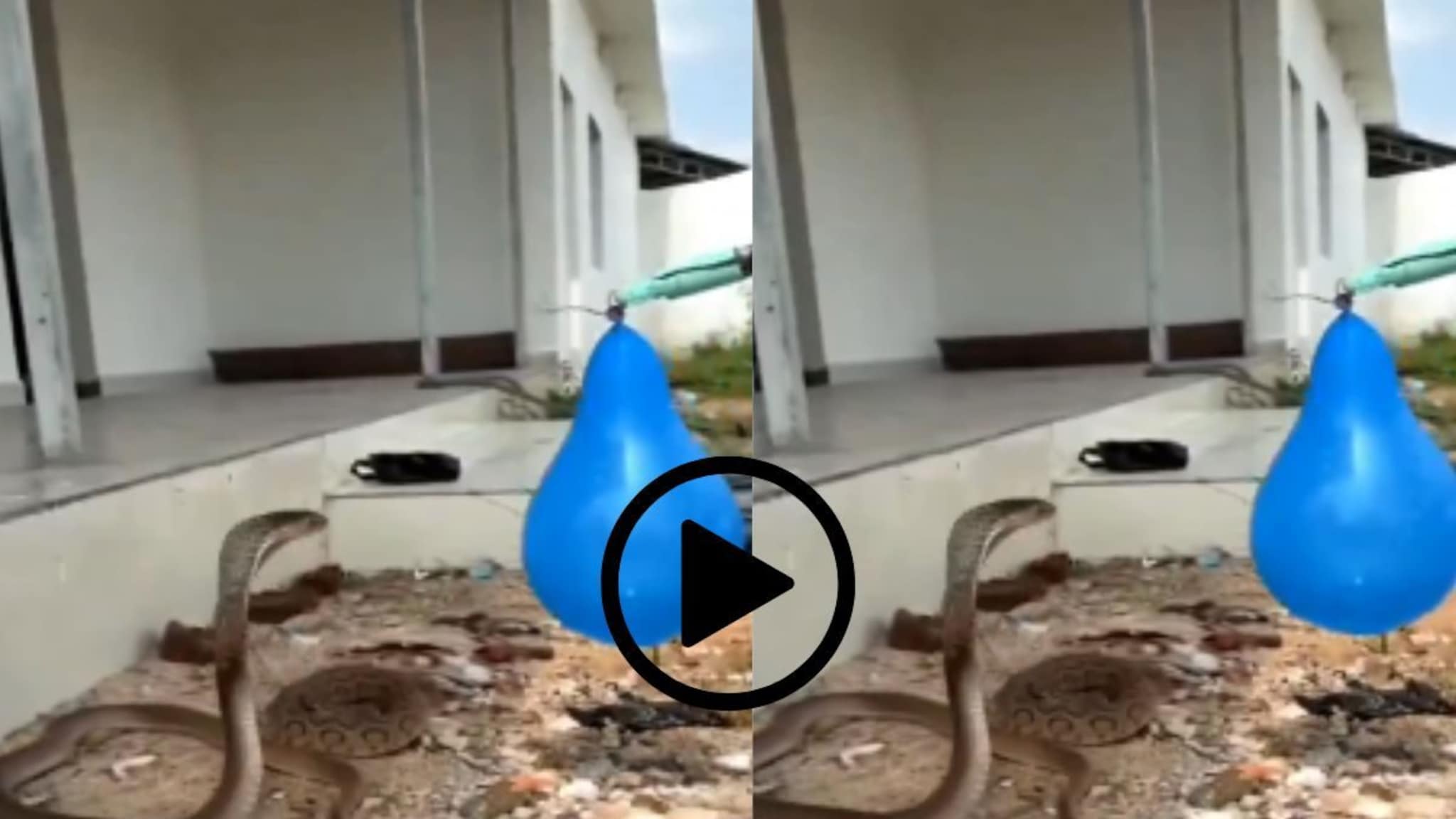 Snake : तो आला, त्यानं पाहिलं आणि अटॅक; फुग्याचं पुढे काय झालं एकदा पाहाच, वारंवार पाहिला जातोय Video