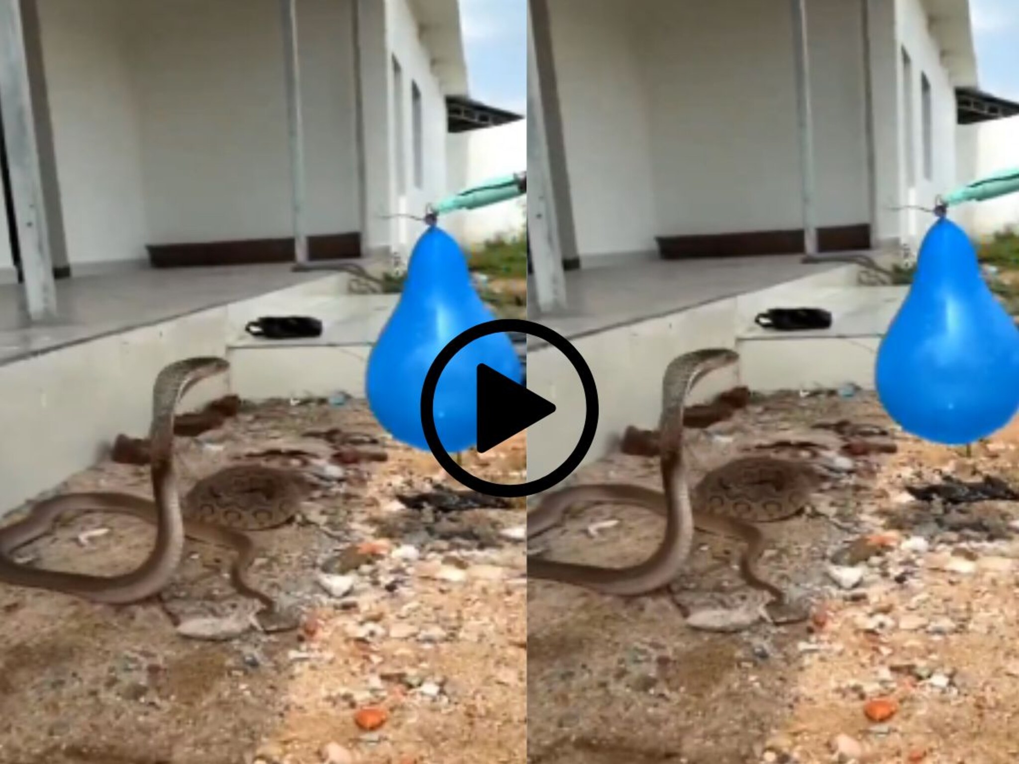 Snake : तो आला, त्यानं पाहिलं आणि अटॅक; फुग्याचं पुढे काय झालं एकदा पाहाच, वारंवार पाहिला जातोय Video