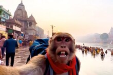 Hello Guys मी बबलू, माकडाच्या Vlogने नेटकरीही हैरान, लाखो वेळा पाहिला गेला Video