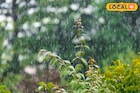 महाराष्ट्रावर पुन्हा अस्मानी संकट, सोमवारी 22जिल्ह्यात वादळी पाऊस; IMDकडून अलर्ट
