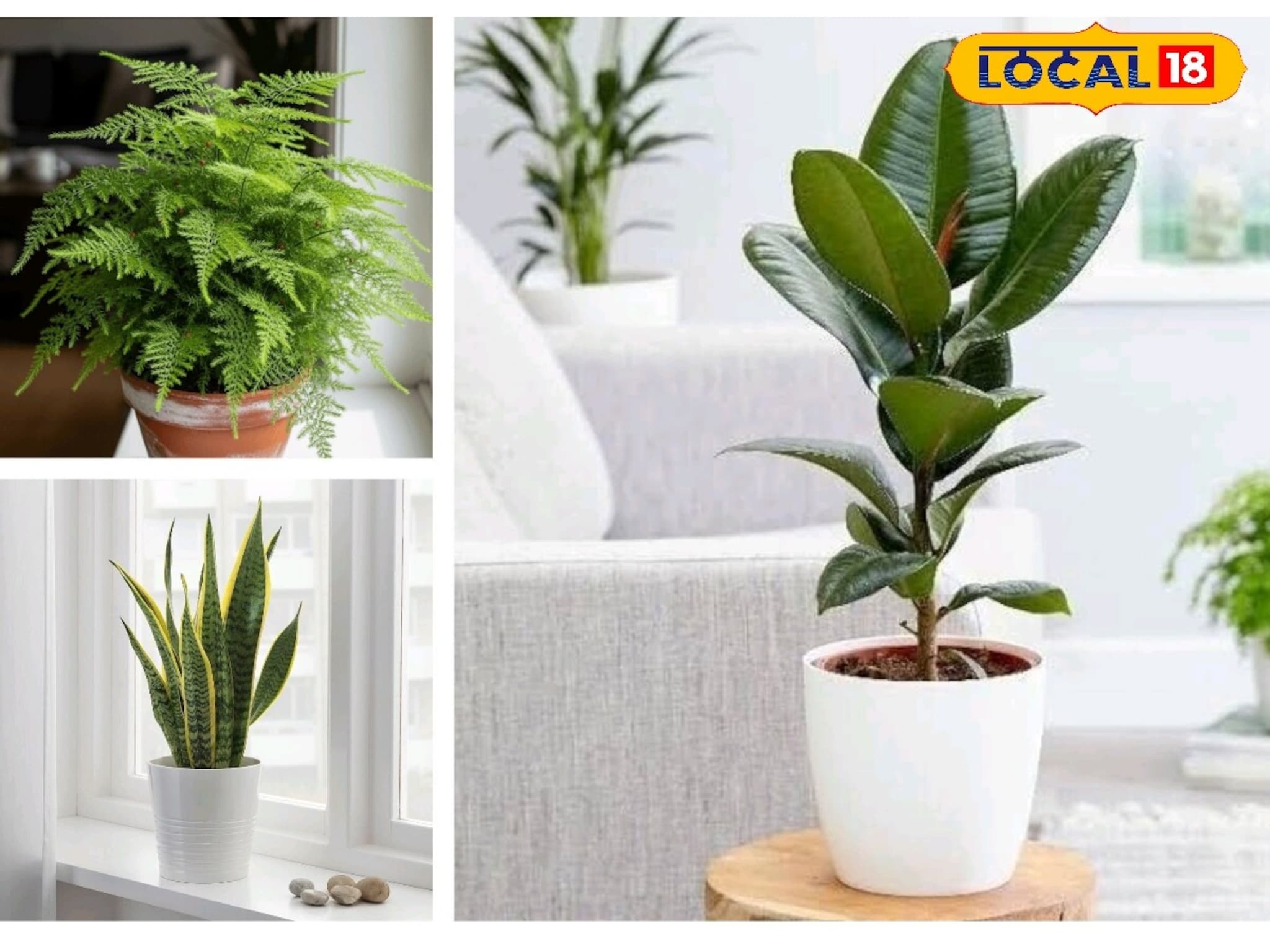 Gardening Tips : हिवाळ्यात घरात लावा ही झाडं, प्रत्येक कोपरा राहील शुद्ध-प्रसन्न! काळजी घेणंही सोपं