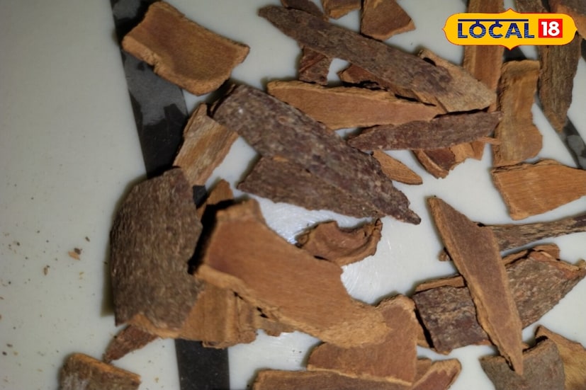 सूज येण्याचे फायदे : आयुर्वेदिक तज्ञ उमाशंकर यांनी सांगितले की, ज्या लोकांना जखमा आणि सूज येते त्यांना दालचिनी वापरल्याने लवकर आराम मिळतो. ज्यांना जुनाट जळजळ आहे त्यांना चहामध्ये नियमितपणे दालचिनी वापरल्याने लवकर आराम मिळतो. दालचिनीच्या सिनामल्डिहाइड आणि अँटीऑक्सिडंट गुणधर्मांमुळे जळजळ कमी करण्यास अत्यंत उपयुक्त आहे.