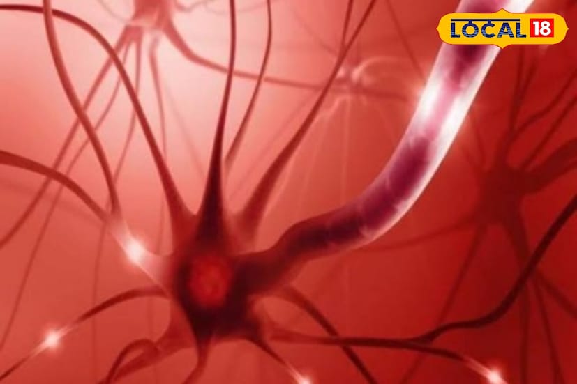 नसा, मेंदू आणि रक्त कार्यासाठी व्हिटॅमिन बी-12 आवश्यक आहे. हे जीवनसत्व खूप कमी पदार्थांमध्ये आढळते आणि आजकाल त्याची कमतरता अधिक सामान्य होत चालली आहे. दही दुधापासून बनवले जात असल्याने त्यात बी-12 चे प्रमाण कमी प्रमाणात असते.