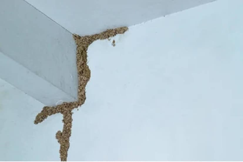 वाळवी घरात कशी राहते?वाळवी प्रामुख्याने अंधाऱ्या जागी राहतात म्हणजेच दरवाजे, खिडक्या, फर्निचर किंवा भिंतींच्या आतल्या बाजूस. ते बाहेरून काहीच चिन्ह दाखवत नाहीत, पण लाकडाच्या आतील भागावर आक्रमण करून हळूहळू सगळं पोखरतात. हे कीटक भिंतींमधील चिखलाच्या बारीक नळ्यांमधून (mud tubes) प्रवास करतात. या नळ्या त्यांच्या घरट्यांना आणि अन्नाच्या जागांना जोडतात. त्यामुळे घरात कुठेही अशा चिखलाच्या रेषा दिसल्या, तर ते धोक्याचं चिन्ह असतं.