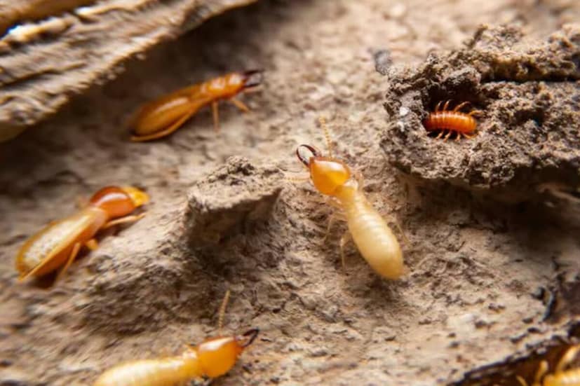 वाळवी एकदा घरात पसरली की त्यांना नष्ट करणं कठीण असतं. त्यामुळे त्यांचा प्रसार होण्यापूर्वीच प्रतिबंधक उपाय करणं हाच सर्वोत्तम मार्ग आहे. फर्निचरची योग्य काळजी, ओलावा नियंत्रण आणि वेळेवर स्वच्छता या तिन्ही गोष्टी पाळल्या, तर तुमचं घर वाळवीपासून सुरक्षित राहील.