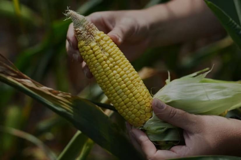 कॉर्नमध्ये भरपूर प्रमाणात फायबर असते, जे पचनासाठी चांगले मानले जाते. मात्र काही लोकांसाठी ते गॅस, पोटदुखी आणि पोटफुगी वाढवू शकते. विशेषतः कमकुवत पचनसंस्था असलेल्या लोकांना कॉर्न खाल्ल्यानंतर जड म्हणजेच हेव्ही वाटू शकते.
