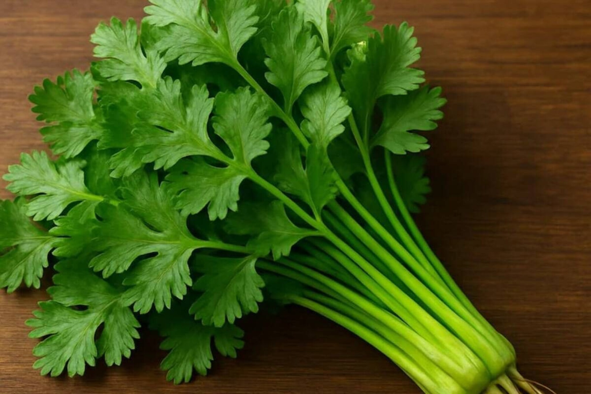 फ्रिजमध्ये ठेवल्यावरही खराब होते कोथिंबीर? वापरा ही ट्रीक, दीर्घकाळ ताजी राहिल