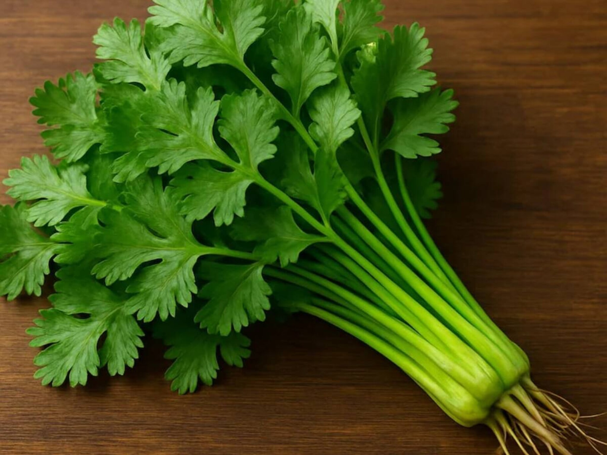 Coriander : फ्रिजमध्ये ठेवल्यावरही खराब होते कोथिंबीर? वापरा ही ट्रीक, दीर्घकाळ ताजी राहिल