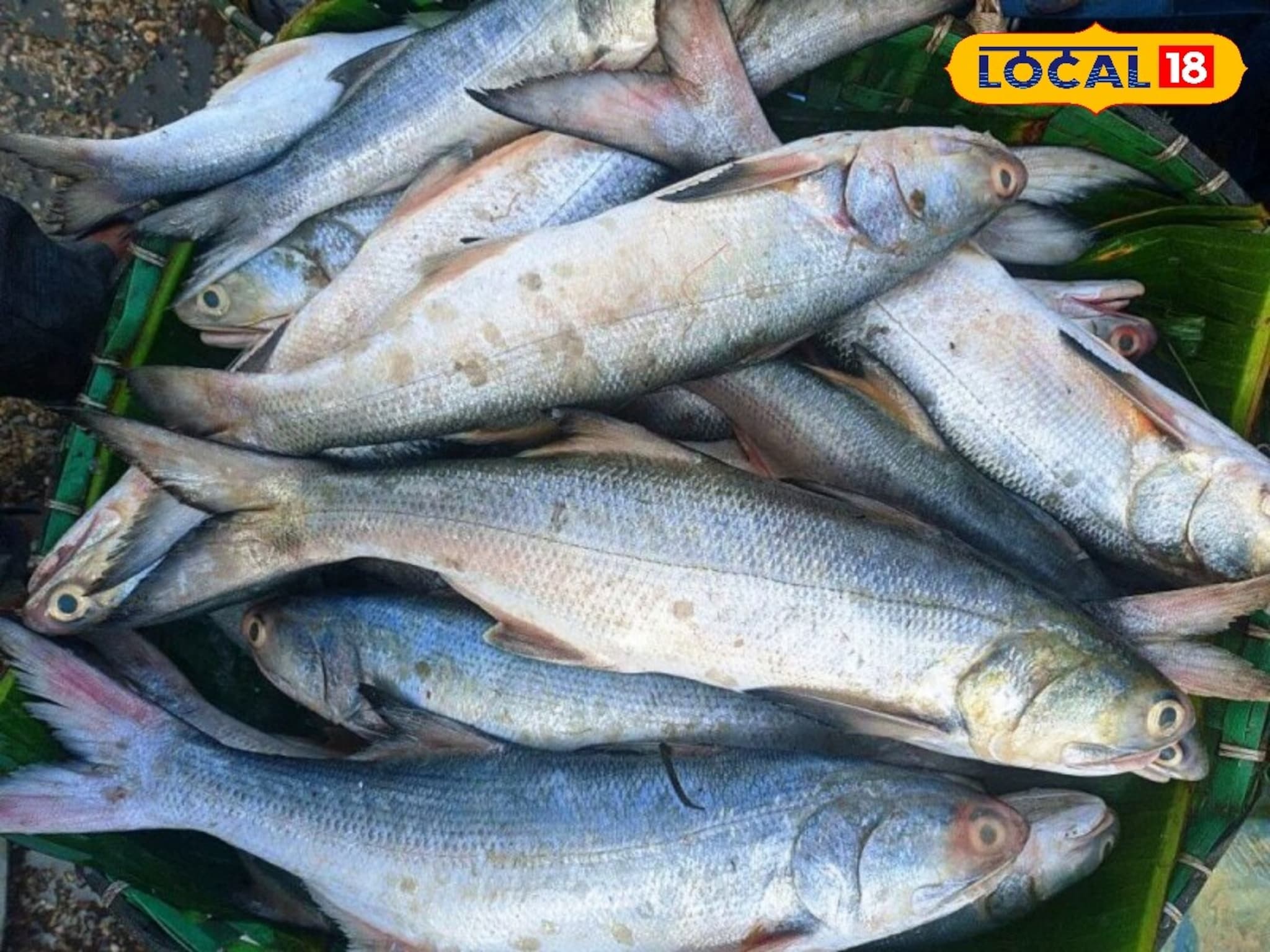 Best Fish In Winter : हिवाळ्यात खाण्यासाठी सर्वोत्तम आहेत 'हे' 5 मासे; जीवनसत्त्व आणि प्रथिनांचे आहे भंडार