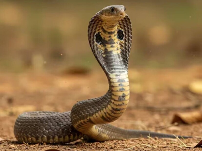 १. इनलँड तायपन (Inland Taipan): जमिनीवरील सर्वात विषारीरेगिस्तानच्या मध्यभागी (क्वीन्सलँड-दक्षिण ऑस्ट्रेलियाच्या चॅनल कंट्री) राहणारा हा एकांतप्रिय साप, 