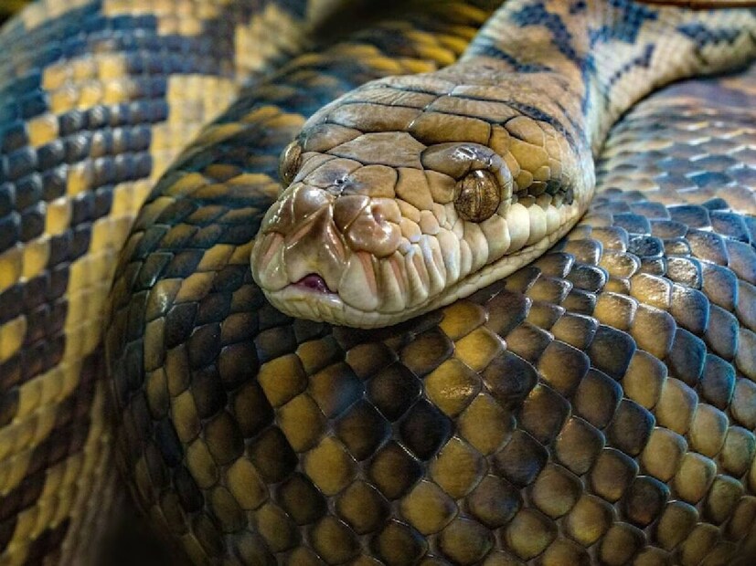 २. ईस्टर्न ब्राऊन स्नेक (Eastern Brown Snake): ऑस्ट्रेलियातील सर्वाधिक मृत्यूचे कारणहा साप ऑस्ट्रेलियाच्या शेतीत, उपनगरांमध्ये आणि अगदी घरांच्या मागच्या अंगणातही सहज आढळतो. याचे विष पातळी 0.05 \text{ मिलीग्राम/किलो} असली तरी, याने केलेला दंश अत्यंत धोकादायक असतो. हा साप दिवसा सक्रिय असतो आणि त्याच्या एका दंशामुळे न्यूरोटॉक्सिन-सॅप्रो-कॉम्प्लेक्स थ्रोम्बिनसारखी रक्ताची गाठ तयार होते आणि अर्ध्या तासाच्या आत मृत्यू होण्याची शक्यता असते. त्यामुळे, हा साप दरवर्षी ऑस्ट्रेलियात सर्वाधिक मानवी मृत्यूसाठी जबाबदार आहे. याचा आहार मुख्यत्वे उंदीर आणि लहान पक्षी असतो.