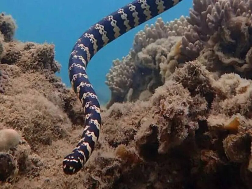 ४. डुबॉईस समुद्री साप (Dubois' Sea Snake): समुद्रातील सर्वात विषारीहा साप कोरल समुद्र, न्यू कॅलेडोनिया आणि ऑस्ट्रेलियन ग्रेट बॅरियर रीफमध्ये 40 मीटर खोलीपर्यंत आढळतो. याचे LD50 फक्त 0.044 \text{ मिलीग्राम/किलो} इतके आहे, ज्यामुळे हा आतापर्यंतचा सर्वात विषारी समुद्री साप ठरतो. हा प्रामुख्याने लहान मासे आणि कोळंबी (झिंगा) खातो. दिवसा तो बिळांमध्ये लपून राहतो. पकडल्यावर तो रागवतो आणि ज्यामुळे चावण्याचा धोका वाढतो.