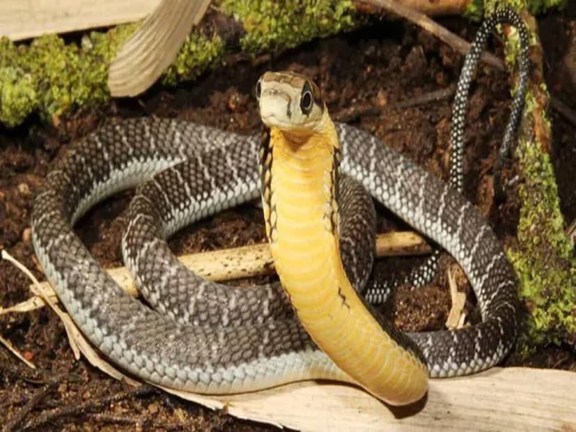 ५. बेलचर्स सी स्नेक (Belcher's Sea Snake): शांत पण अत्यंत विषारीहा साप दिसताना एखाद्या कपड्याच्या खेळण्यासारखा वाटू शकतो, पण प्रत्यक्षात हा जगातील सर्वात विषारी सापांपैकी एक आहे. हा इंडो-पॅसिफिक प्रवाळ खडकांमध्ये (80 मीटर खोलीवर) राहत असल्याने याच्या चावण्यामुळे होणारे मृत्यू खूप कमी आहेत. हा सडपातळ आणि 1 मीटर लांब असतो आणि त्याच्या शरीरावर पिवळे-पांढरे ठिपके असतात. समुद्रात, हा डुबॉईस सी स्नेकनंतर दुसरा सर्वात विषारी साप आहे, पण सामान्यपणे तो शांत असतो. केवळ जाळ्यात अडकल्यावरच तो चावतो.