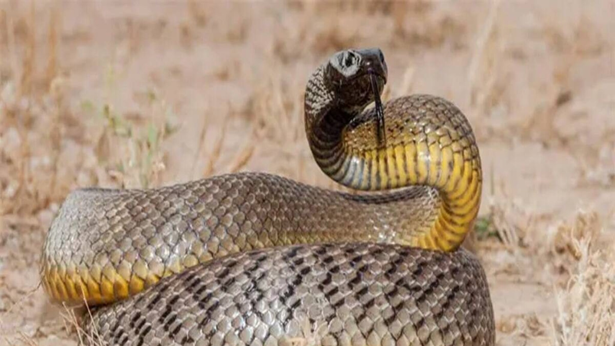 Snake : जगातील सर्वात विषारी साप कोणता? वैज्ञानिकांनी बनवलेल्या लिस्टमध्ये धक्कादायक नावं