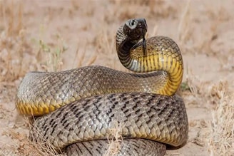 जगातील सर्वात विषारी साप कोणता? वैज्ञानिकांनी बनवलेल्या लिस्टमध्ये धक्कादायक नाव