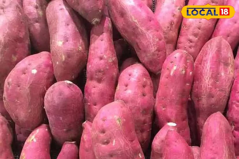 शिवाय, त्यांचे अँटीऑक्सिडंट्स शरीराला हानिकारक मुक्त रॅडिकल्सपासून वाचवतात. रताळ्यांचे नियमित सेवन ऑक्सिडेटिव्ह ताण कमी करण्यास आणि अनेक जुनाट आजारांना प्रतिबंधित करण्यास मदत करणारे मानले जाते.