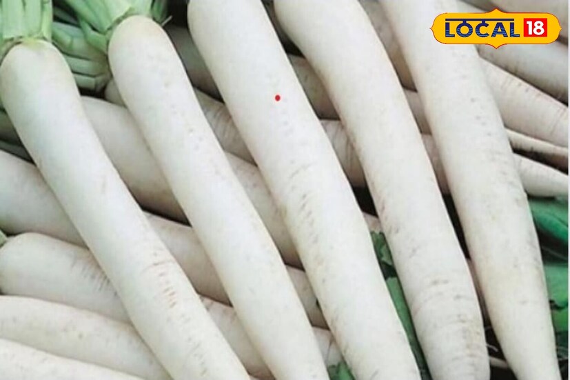 मुळामधील फायबर सामग्री बद्धकोष्ठता, गॅस आणि अपचन दूर करण्यास मदत करते. कमी कॅलरीज आणि उच्च फायबर सामग्रीमुळे वजन कमी करण्याचा प्रयत्न करणाऱ्यांसाठी मुळा हा एक निरोगी पर्याय आहे. मुळा शरीरातील उष्णता वाढवतो आणि श्लेष्मा बाहेर काढण्यास मदत करतो. 