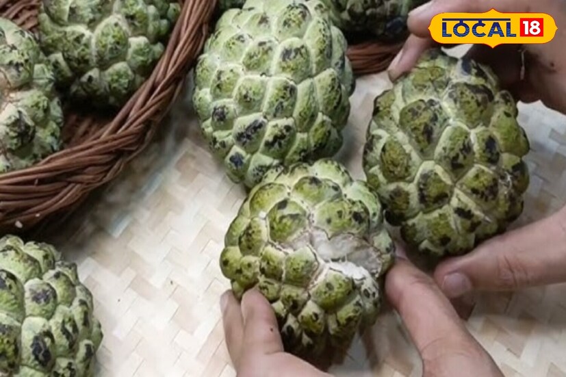 चांगले सीताफळ हातात धरल्यावर थोडे मऊ वाटते. दाबल्यावर तुमचे बोट आत गेले तर ते जास्त पिकलेले असते. मात्र खूप कडक फळ कच्चे असते आणि त्याची चव मऊ असू शकते.