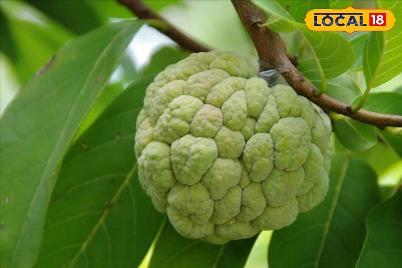 जर सीताफळ उचलल्यावर जड वाटत असेल तर ते सूचित करते की त्यामध्ये चांगला आणि जास्त गर आहे आणि ते गोड आहे. हलके वाटणाऱ्या फळाचा गर कमी आणि चव सौम्य असण्याची शक्यता असते.