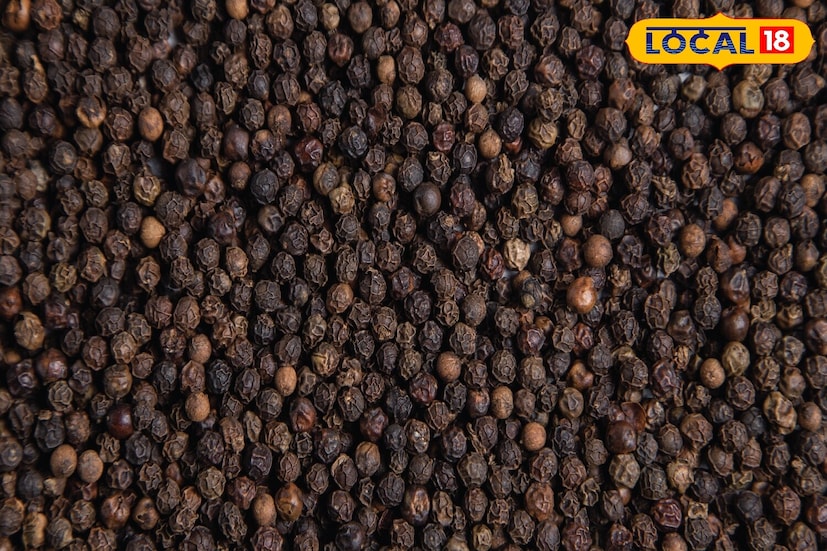 खऱ्या काळी मिरीमध्ये अनेकदा खनिज तेल किंवा ग्रीस मिसळले जाते. जेणेकरून ते चमकदार आणि ताजे दिसतील. शुद्धता तपासण्यासाठी काही बिया कागदाच्या पांढऱ्या शीटवर ठेवा आणि त्यांना हलके दाबा. कागदावर तेलाचे चिन्ह किंवा डाग दिसले तर याचा अर्थ असा की, मिरी कृत्रिमरित्या उजळवण्यासाठी तेल वापरले गेले आहे. शुद्ध काळी मिरी कोणतेही तेलाचे चिन्ह सोडणार नाही, जे त्याच्या नैसर्गिक पोत आणि शुद्धतेची पुष्टी करते.