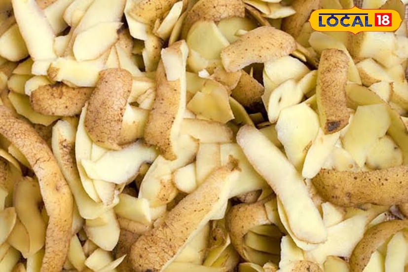 त्यांनी स्पष्ट केले की, बटाट्याच्या साली केसांसाठी देखील प्रभावी आहेत. बटाट्यांच्या सालीची पेस्ट किंवा रस केसांच्या मुळांना लावल्याने कोंडा कमी होतो आणि केस मजबूत होतात. नियमित वापराने केस गळणे कमी होते आणि केस काळे राहतात. हा एक अतिशय परवडणारा आणि सोपा घरगुती उपाय आहे.