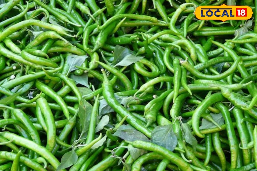 चांगले लोणचे योग्य घटकांपासून सुरू होते. हिरव्या मिरच्या निवडताना, त्या ताज्या, चमकदार आणि किंचित घट्ट असल्याची खात्री करा. त्यांना धुवून पूर्णपणे वाळवणे अत्यंत महत्वाचे आहे. कारण ओलावा, लोणचे लवकर खराब करू शकतो. मोहरी, बडीशेप, मेथीचे दाणे, हळद, मीठ आणि मोहरीचे तेल हे मुख्य घटक वापरले जातात.