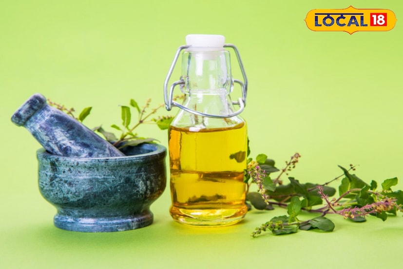 हा उपाय खूप सोपा आहे आणि सर्वात उत्तम म्हणजे पूर्णपणे नैसर्गिक आहे. प्रथम, झोपण्यापूर्वी आरामात झोपा. नंतर तुळशीचे तेल थोडेसे गरम करा. आता प्रत्येक नाकपुडीत तुळशीच्या तेलाचे एक किंवा दोन थेंब टाका. 1 ते 2 मिनिटे खोल श्वास घ्या आणि आराम करा. या प्रक्रियेमुळे तुमचे डोके हलके होईल आणि वेदना लगेच कमी होतील. या उपायाने डोकेदुखीपासून त्वरित आणि नैसर्गिक आराम मिळतो.