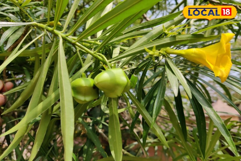उंदीर घरात प्रवेश करताच धान्य, कपडे आणि वस्तू वापरण्यायोग्य नसतात. बाजारात महागडी आणि धोकादायक रसायने उपलब्ध आहेत, परंतु ग्रामीण रहिवासी अजूनही पारंपारिक उपायावर अवलंबून असतात. कन्हेर फळ त्यापैकीच एक आहे. त्याचा तीव्र वास उंदरांना न मारता पळवून लावतो. तो सर्व ऋतूंमध्ये स्वस्त, सुरक्षित आणि प्रभावी मानला जातो. उंदीर घरात प्रवेश करताच धान्य, कपडे आणि वस्तू वापरण्यायोग्य नसतात. बाजारात महागडी आणि धोकादायक रसायने उपलब्ध आहेत, परंतु ग्रामीण रहिवासी अजूनही पारंपारिक उपायावर अवलंबून असतात. कन्हेर फळ त्यापैकीच एक आहे. त्याचा तीव्र वास उंदरांना न मारता पळवून लावतो. तो सर्व ऋतूंमध्ये स्वस्त, सुरक्षित आणि प्रभावी मानला जातो.