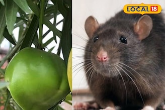 घरात ठेवा हे फळ; उंदीर असे गायब होतील, पुन्हा कधीच दिसणार नाही! स्वस्त-सोपा उपाय